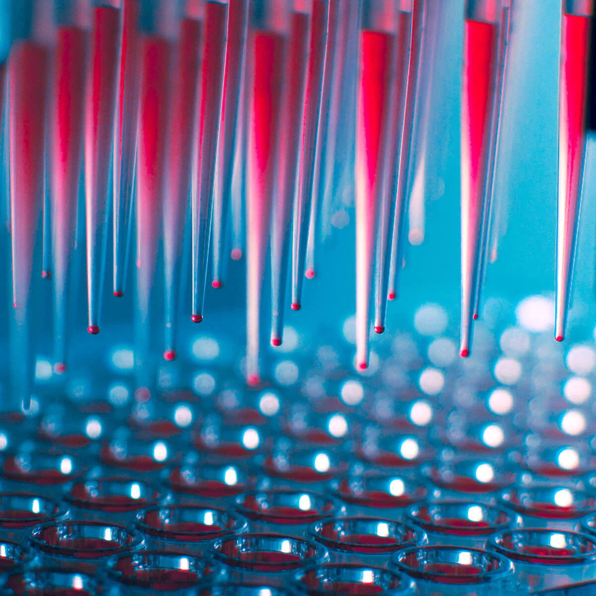 Technologie und Innovationspotenziale nutzen Bildbeschreibung / description: Viele Pipetten mit pinker Flüssigkeit über Petrischalen